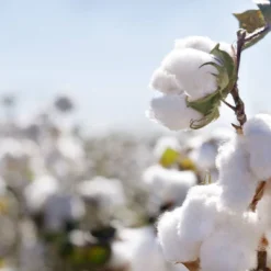 Organic Dream Dual Sided Pack And Play 2-Stage Mattress -Homcom Crosley Shop GUEST 5a08dcb4 2c21 4852 99af 138055f69ac5